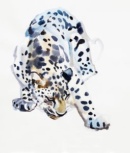 Arabischer Leopard, 2008