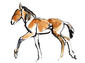 Fohlen (Przewalski) von Mark Adlington