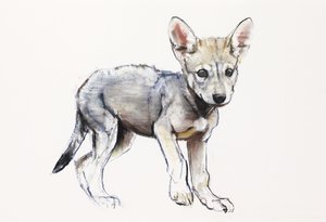 Zögernder arabischer Wolfswelpe, 2009 von Mark Adlington