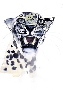 Schneidezahn-Knurren (Arabischer Leopard), 2008
