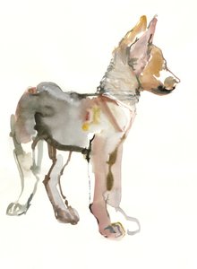 Waggle (Arabischer Wolfswelpe), 2011 von Mark Adlington