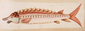 Ein Fisch