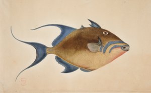 Ein Fisch