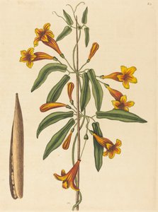 Kreuzrebe Bignonia capreolata, veröffentlicht 1754 von Mark Catesby