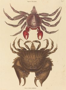 Roter gefleckter Felsenkrabbe Cancer grapsus, veröffentlicht 1731-1743