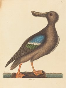 Der Blauflügelige Löffler (Anas clypeata foemina)