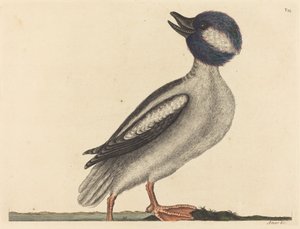 Der Büffelkopfente Anas bucephala, veröffentlicht 1731-1743