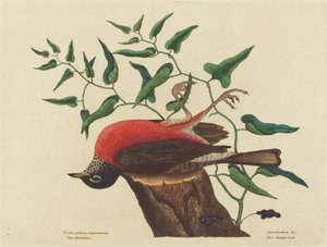 Die Wanderdrossel von Carolina Turdus migratorius, veröffentlicht 1731-1743 von Mark Catesby