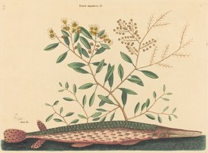 Der grüne Hecht (Esox osseus) von Mark Catesby