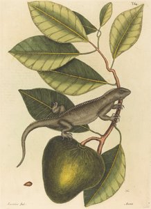Die Guana Lacerta Iguana von Mark Catesby