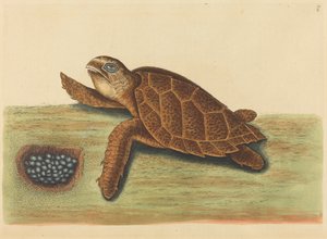 Die Karettschildkröte (Testudo caretta) von Mark Catesby