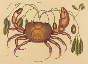 Die Landkrabbe Cancer ruricola von Mark Catesby