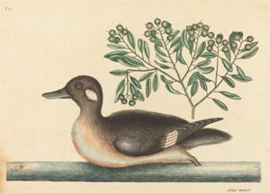Die kleine braune Ente Anas rustica, veröffentlicht 1754 von Mark Catesby