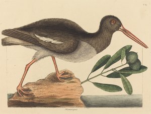 Der Austernfischer (Haematopus ostralegus), veröffentlicht 1731-1743
