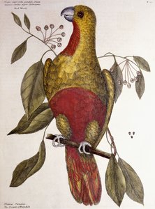 Der Paradiesvogel, 1771