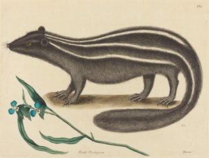Das Iltis Viverra putorius, veröffentlicht 1731-1743