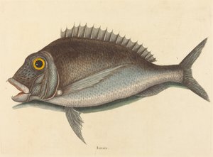 Der Porgy Sparus chrysops, veröffentlicht 1754