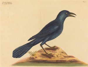 Der Purpur-Jackdaw Gracula Quiscula, veröffentlicht 1731-1743