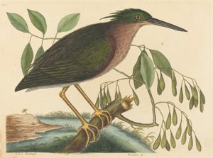 Der kleine Rohrdommel Ardea virescens, veröffentlicht 1754