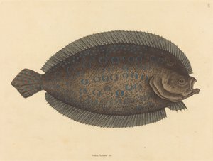 Die Seezunge Pleuronectes lunatus, veröffentlicht 1731-1743