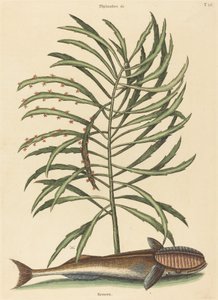Der Saugnapf (Echeneis naucratis)