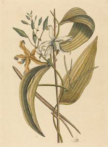 Die Vanelloe Epidendrum Vanilla, veröffentlicht 1731-1743 von Mark Catesby