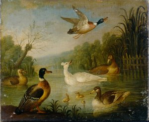 Stockenten auf einem Teich