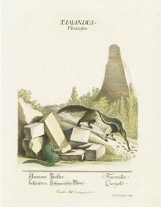 Riesenameisenbär und Eidechse auf felsigem Gelände von Martin Elias Ridinger