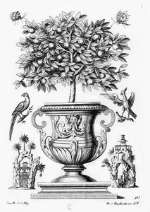 Zitrusbäume, ca. 1735 von Martin Engelbrecht