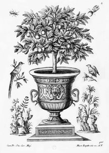 Zitrusbäume, ca. 1735 von Martin Engelbrecht
