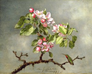 Apfelblüten und ein Kolibri von Martin Johnson Heade