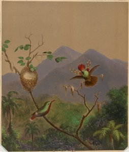 Brasilianische Kolibris III