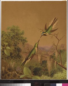 Brasilianische Kolibris IV