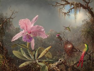 Cattleya-Orchidee und drei Kolibris