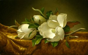 Magnolien auf goldenem Samttuch, ca. 1888-90 von Martin Johnson Heade