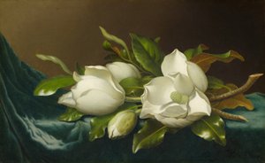 Magnolien auf hellblauem Samttuch