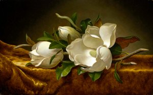 Magnolien auf goldenem Samt von Martin Johnson Heade
