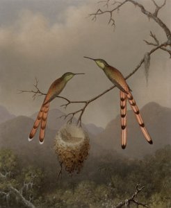Zwei Kolibris mit ihren Jungen