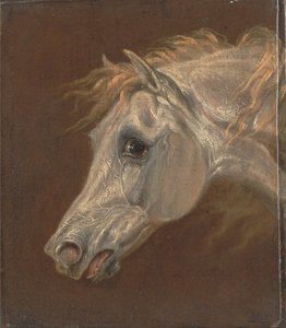 Kopf eines grauen arabischen Pferdes von Martin Theodore Ward