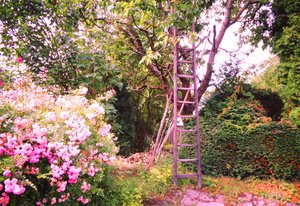 Die Leiter am Kirschenbaum