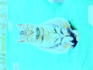 Kitty von Martina Konitzky