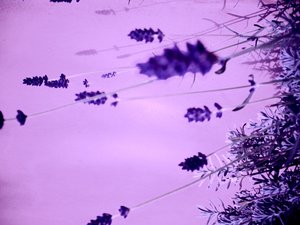 Lavendel