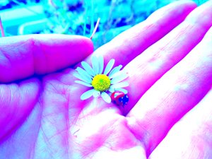 Liebe