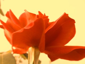 Rose Digitale Kunst von Martina Konitzky