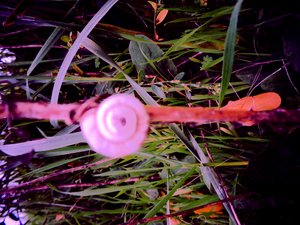 Schnecke