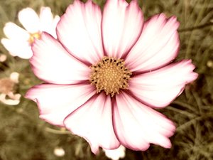 Sommernachmittag von Martina Konitzky