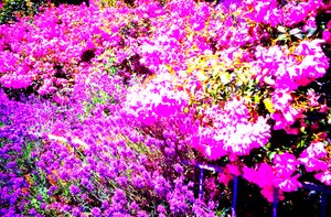 Vorgarten mit Rosen und Lavendel
