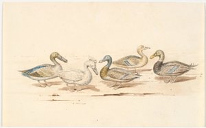 Studien verschiedener Entenarten von Martinus Rørbye