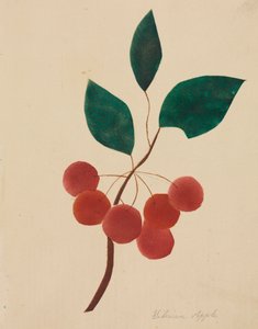 Sibirischer Apfel von Mary Altha Nims