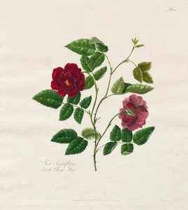 Eine Sammlung von Rosen aus der Natur: Dunkle China-Rose von Mary Lawrence